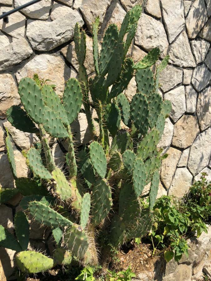 Apartment Opuntia Piran Exterior photo